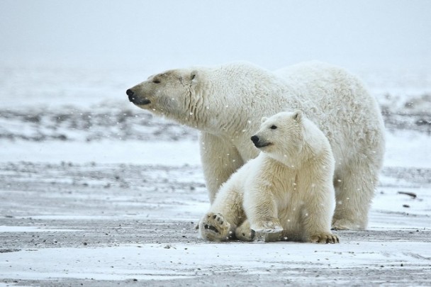 bidon-polarbear-copyrخرسهای قطبی بهطور فزایندهای تحت تاثیر تغییرات اقلیمی قرار میگیرند. وسعت زیستگاه آنها درحال کاهش بوده و ضعف سیستم ایمنی بدن آنها دربرابر عوامل بیماریزا، ناشی از افزایش دما در قطب، زندگی آنها معرض خطر قرارمیدهد. (از طرف الن ویلسون).ight-alan-wilson-676_450