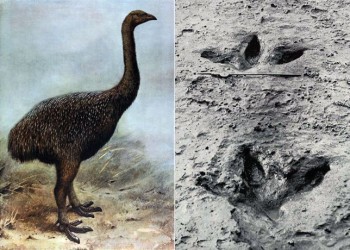 موآی زمین مرتفع ، ردپای حفظ شده از موآ