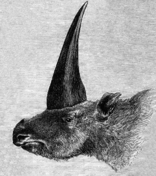 تصویری از تک‌‌‌‌‏شاخ سیبری، ۱۸۷۸. (Public Domain)