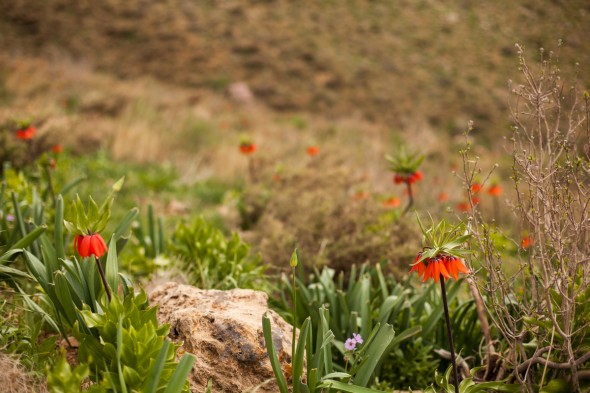 لرستان (اپک‌‏تایمز)