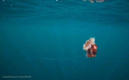  وانوتو استفاده از کیسه‏های پلاستیکی را برای حفاظت از اقیانوس آرام ممنوع کرد
