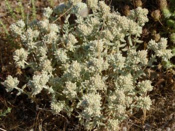 خواص درمانی گل و برگ کلپوره
