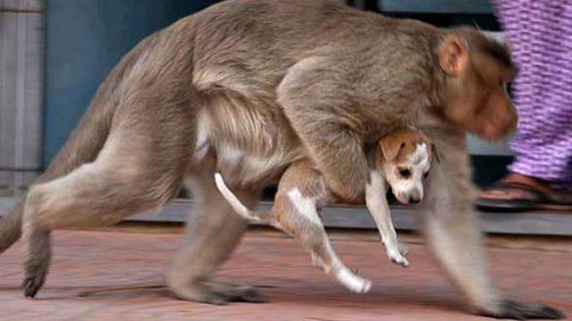 میمون توله سگ رها شده در خیابان را به فرزندی می‌پذیرد
