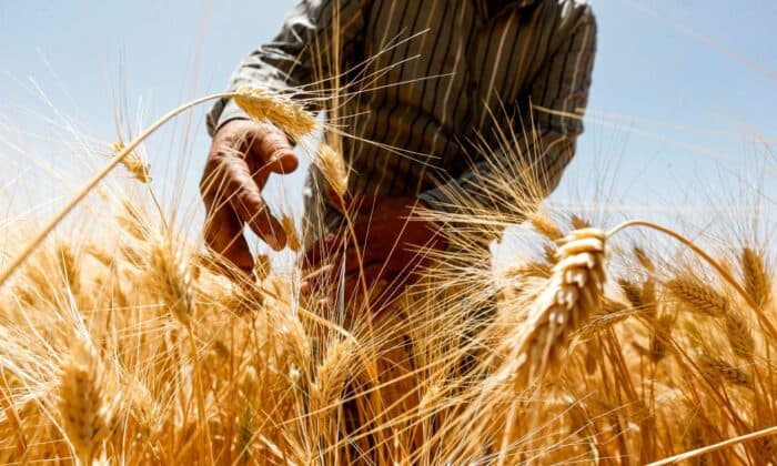 کشاورزی مجموع تولید جهانی غذا از زمان حمله روسیه به اوکراین در اواخر فوریه کاهش یافته است که منجر به کاهش ناگهانی و شدید مواد غذایی کشورها