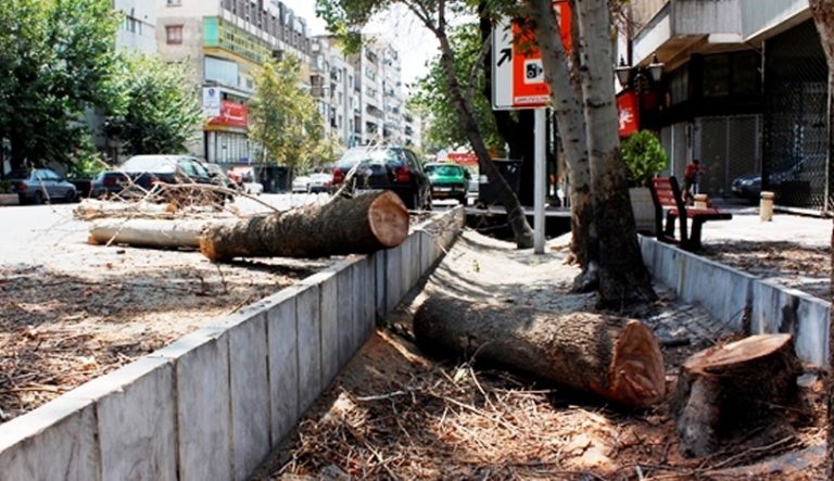 بررسی‌ها نشان می‌دهد که درآمد شهرداری تهران از قطع درختان ۱۳۵ درصد افزایش داشته است در حالی که تلاش دارد بر اقدامات خود درباره افزایش فضای سبز تاکید کند.