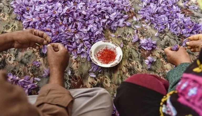 با وجود اینکه بیش از ۹۰ درصد زعفران جهان در ایران تولید می‌شود و ده‌ها سال است که در تمام دنیا طلای سرخ را با نام ایران می‌شناسند، اما سهم ایران در صادرات جهانی زعفران به‌شدت کاهش یافته است.