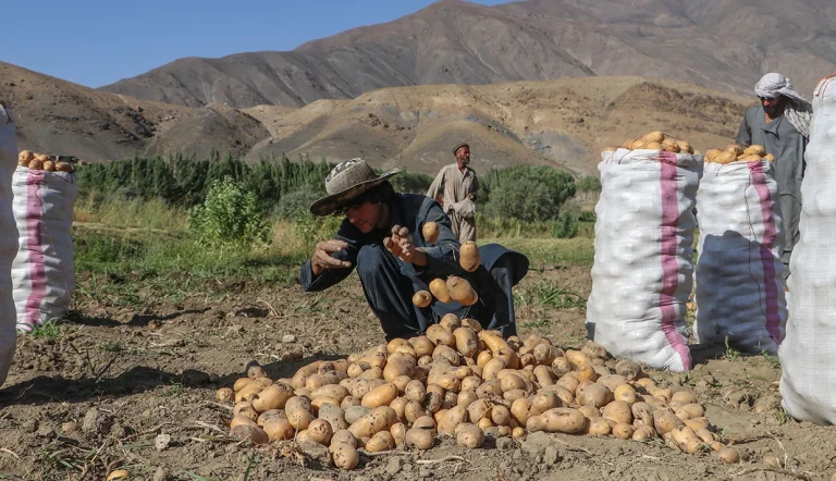 رئیس اتاق بازرگانی خراسان جنوبی گفته است که افغانستان، نیروی انسانی ارزان و زمین‌های بکری دارد و از موقعیت جذابی برای کشت فراسرزمینی محصولات مورد نیاز بازار ایران برخوردار است.