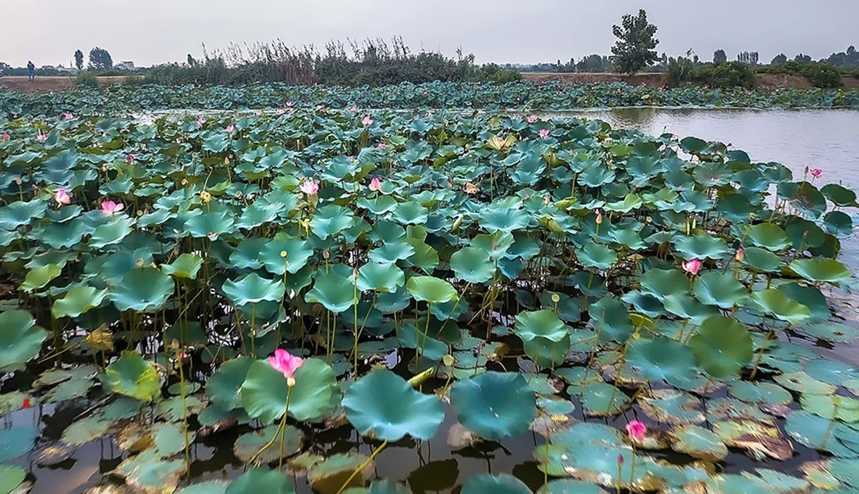 شهردار بابل اعلام کرد که تالاب گل نیلوفر این شهر با ثبت رسمی در فهرست تالابهای کشور و جهان، بهعنوان پنجمین تالاب ایران و یکصد و هفتادمین تالاب جهان شناخته شد.