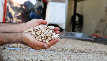 در پی شیوع گسترده سالمونلا در سراسر کانادا، آژانس بازرسی مواد غذایی این کشور اعلام کرد که تمامی محمولههای پسته وارداتی از ایران باید پیش از عرضه در بازار، آزمایش سالمونلا را پشت سر بگذارند.