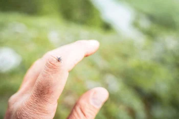 راهکار متخصصان برای جلوگیری از نیش کنه در فصل جاری این است که از مواد دفعکننده استفاده کنیم، لباس مناسب بپوشیم، روغنهای گیاهی را امتحان کنیم و مراقب کنهها باشیم.