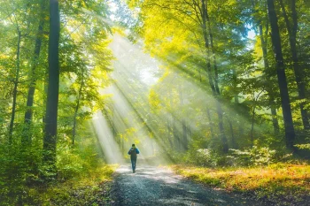 پژوهش جدید: حضور در طبیعت استرس را کاهش می‌دهد و تمرکز ذهنی را تقویت می‌کند