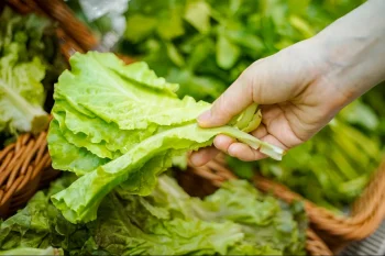 از سیکلوسپورا تا اشریشیا کلی؛ چرا سبزیهای برگدار آسیبپذیر هستند و چگونه میتوان خطر آلودگی آنها را کاهش داد؟ چرا عوامل بیماریزا همیشه کاهو را هدف میگیرند.