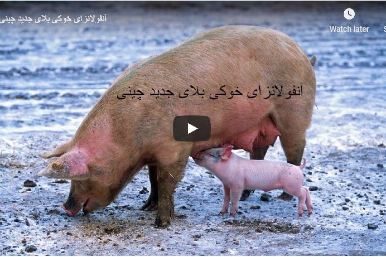 آنفولانزای خوکی بلای جدید چینی