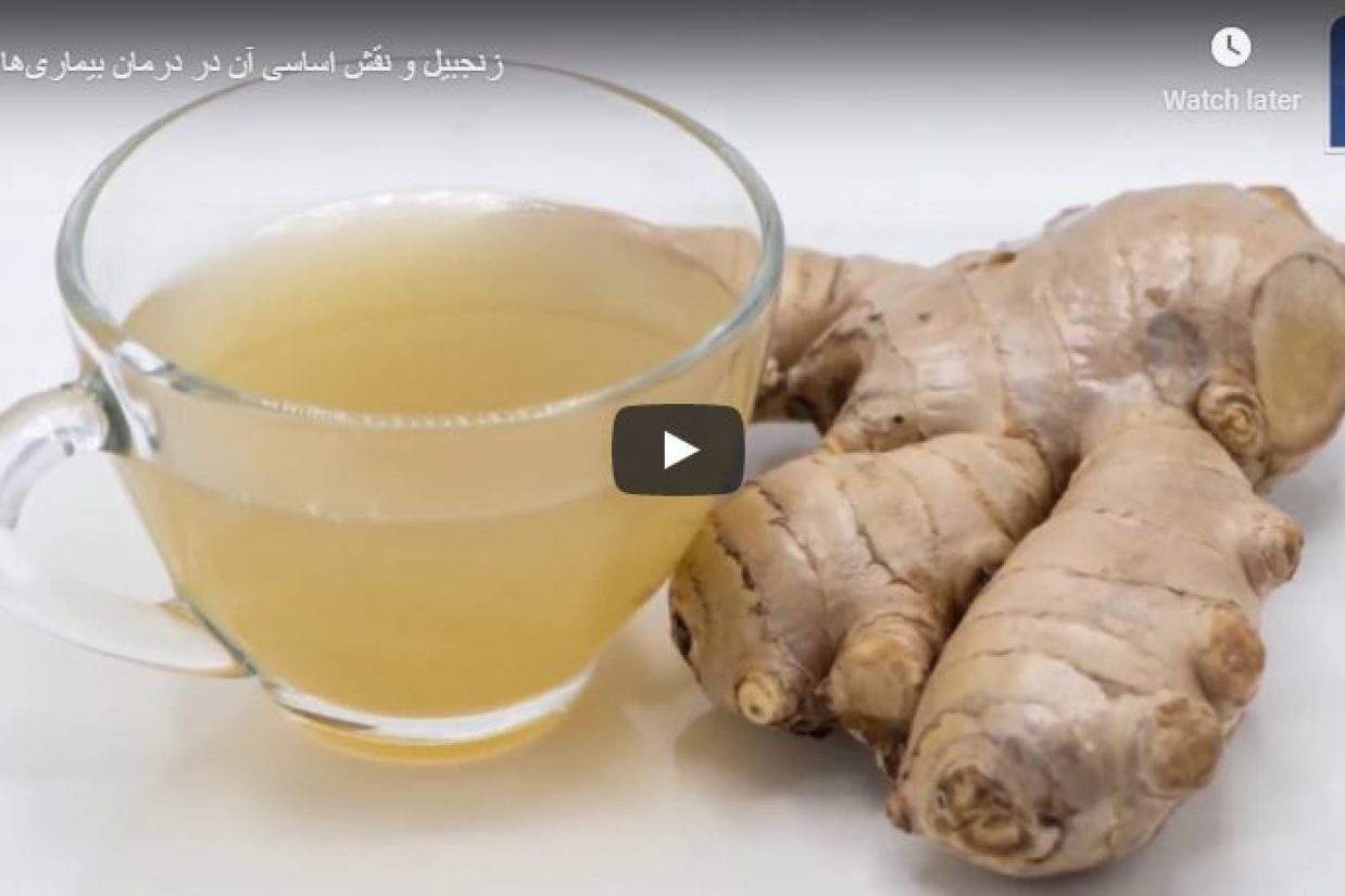 زنجبیل و نقش اساسی آن در درمان بیماری‌ها