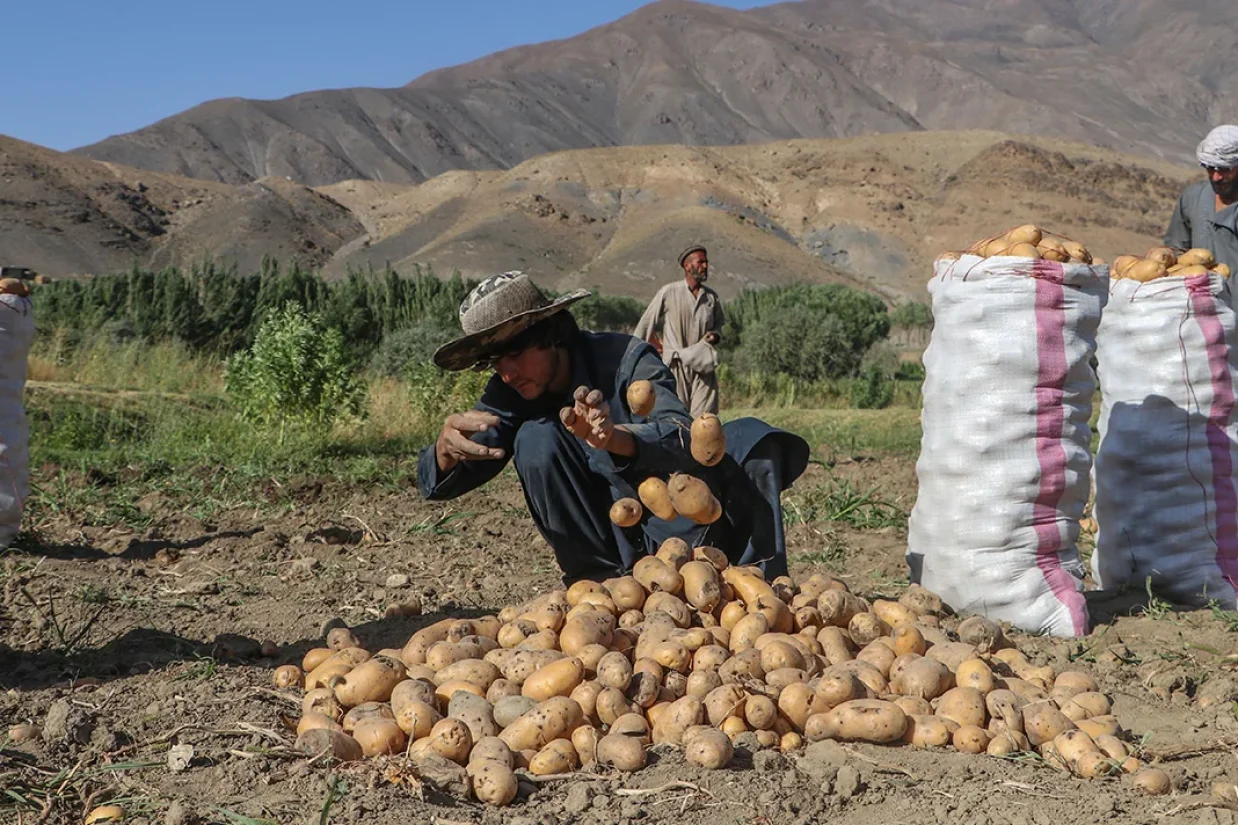 رئیس اتاق بازرگانی خراسان جنوبی گفته است که افغانستان، نیروی انسانی ارزان و زمین‌های بکری دارد و از موقعیت جذابی برای کشت فراسرزمینی محصولات مورد نیاز بازار ایران برخوردار است.