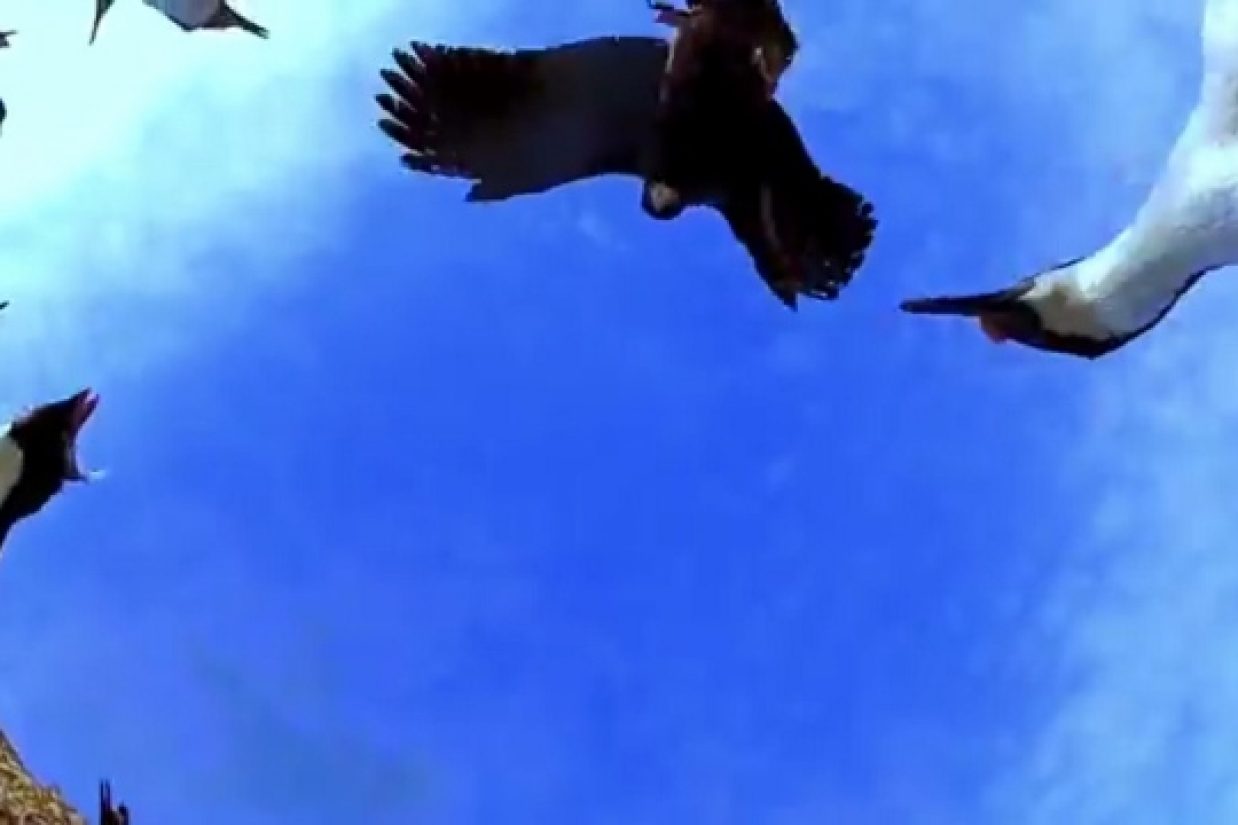 Bird (640x360) - Copy
