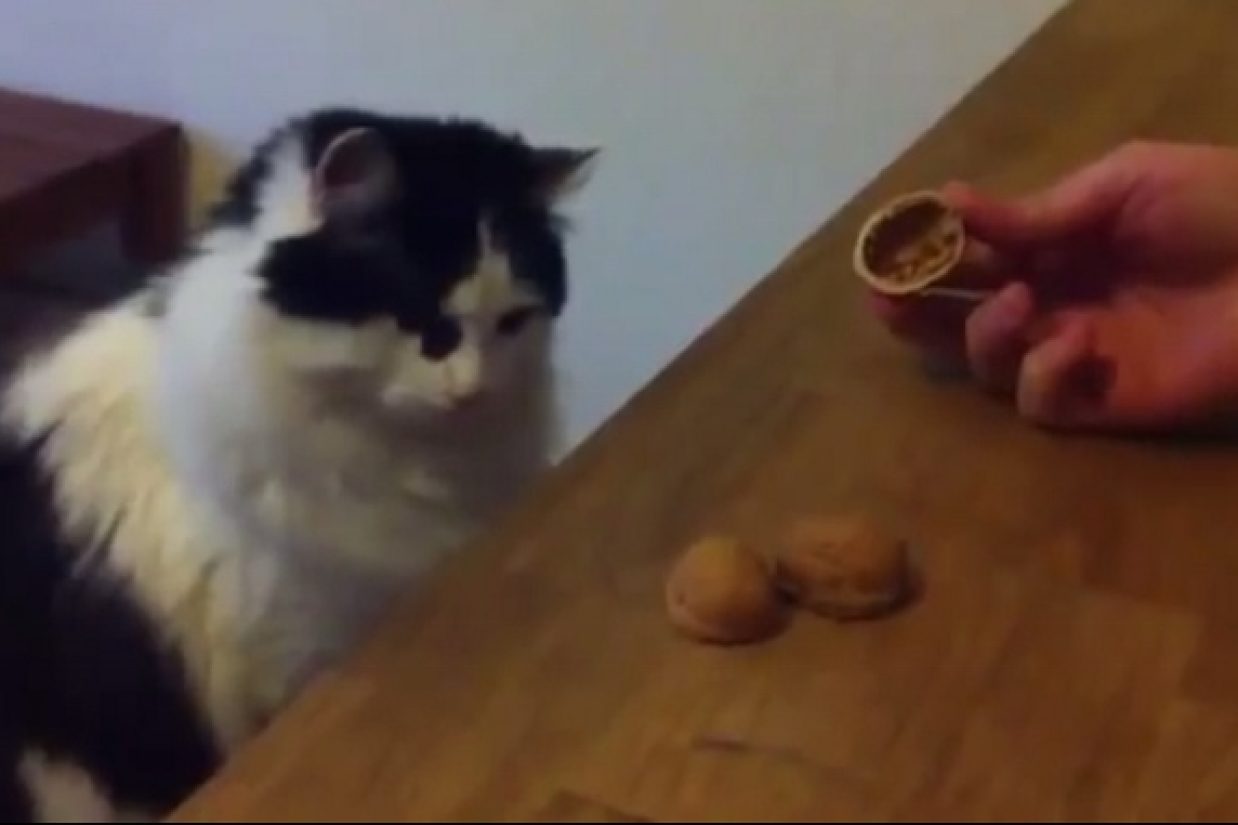 Cat - Copy (640x381)