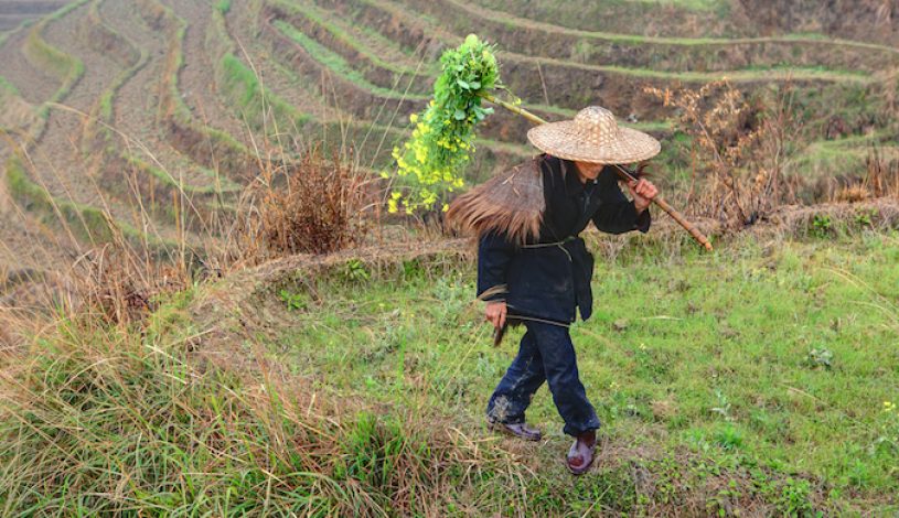 کشاورزی درحال کار کردن در جنوب‌‏‌‏غرب چین (عکس کشاورز چینی از شاتراستاک)