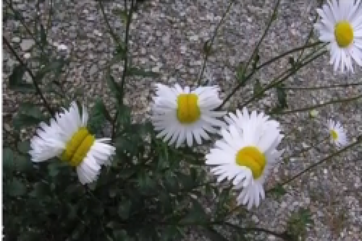 گل های تغییر شکل یافته فوکوشیما هسته ای