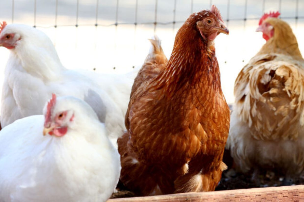 گسترش آنفولانزای پرندگان در سراسر جهان