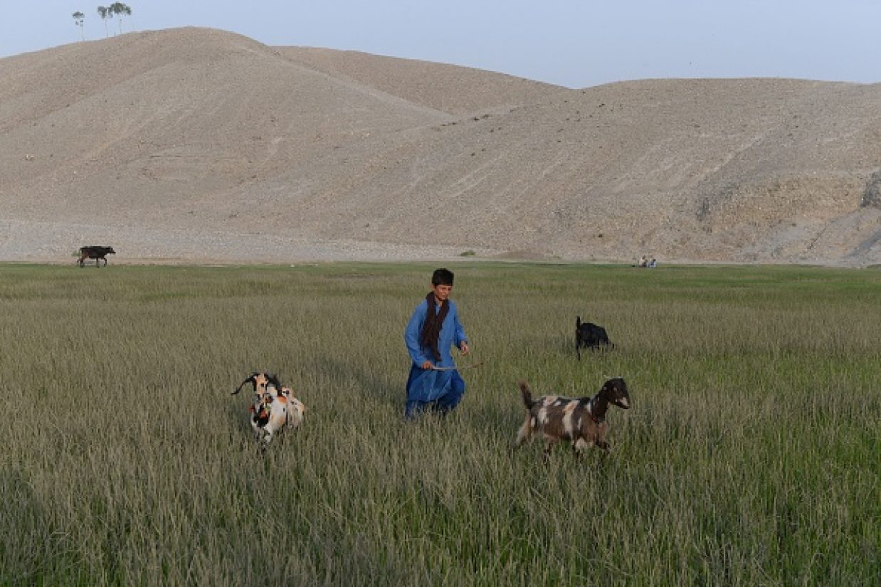 چوپان نوجوان افغان، جلال‌‏آباد، افغانستان (NOORULLAH SHIRZADA/AFP/Getty Images)