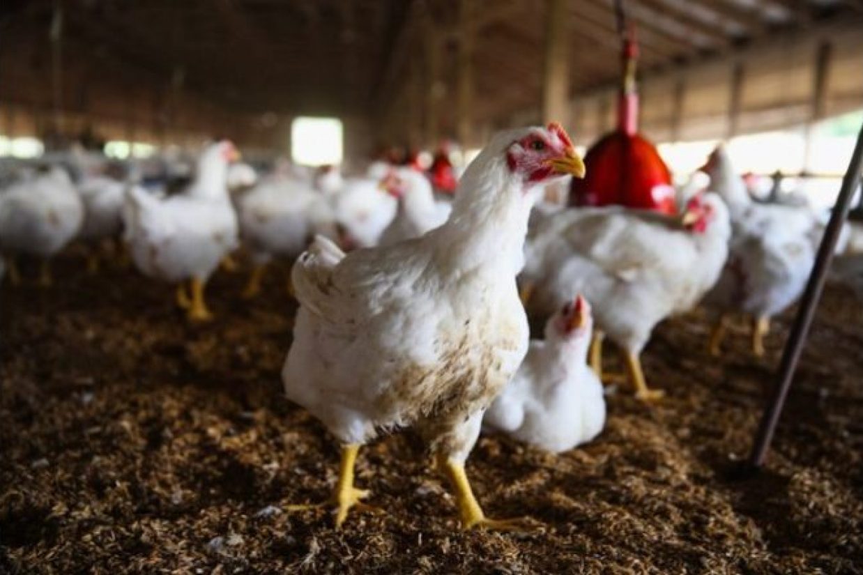 سازمان بهداشت جهانی اعلام کرد که یک مرد مکزیکی در پی ابتلا به سویه H5N2 آنفولانزای پرندگان، جان خود را از دست داد و مشخص نیست این فرد چگونه آلوده شده است.