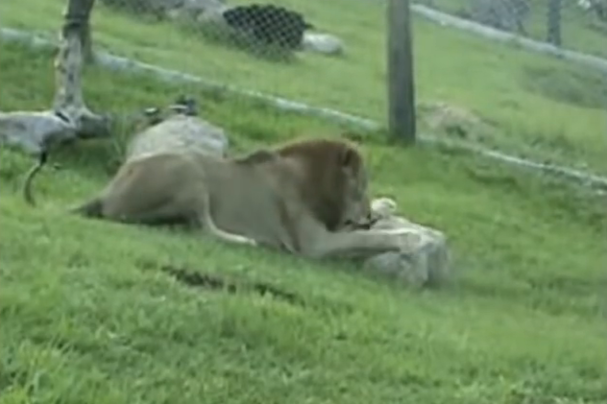 Lion