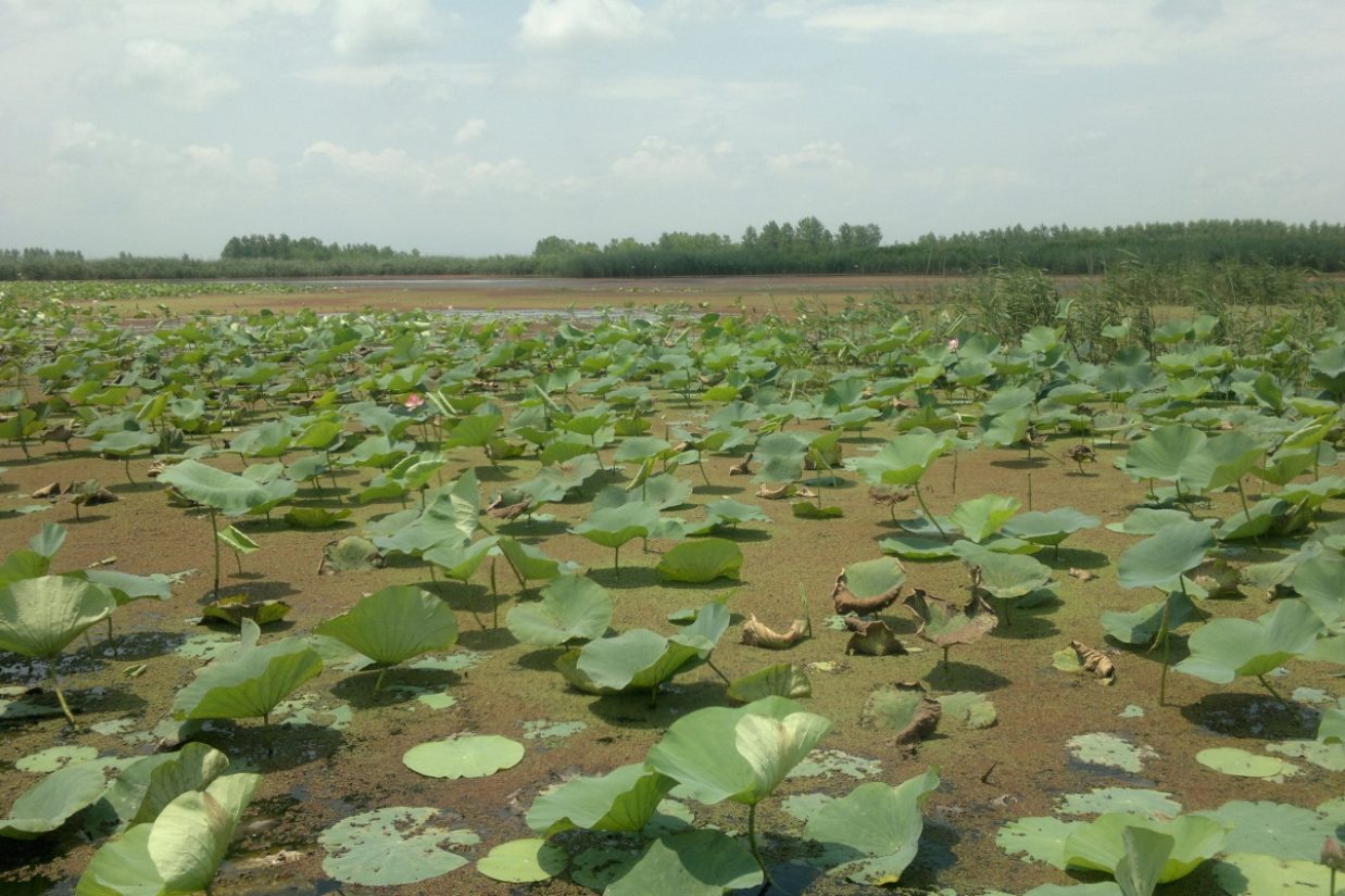 امسال تعداد گل های نیلوفر آبی در تالاب انزلی اندک است. گیاه غیر بومی آزولا که در سطح تالاب انزلی شناور می باشد، یکی از عوامل نابودی گل های نیلوفر آبی است. (اِپُک تایمز)