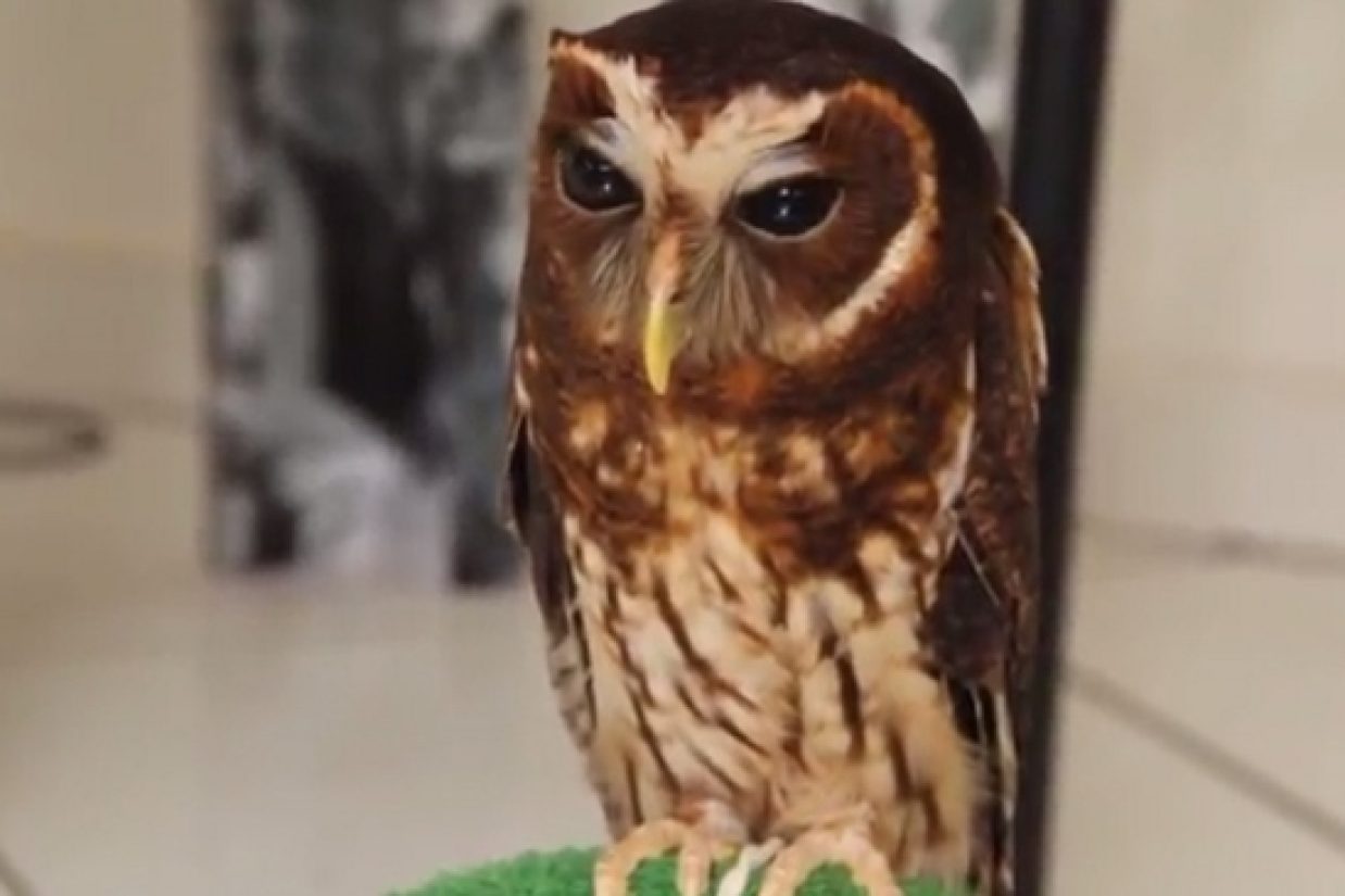 Owl - Copy (640x365) (2)