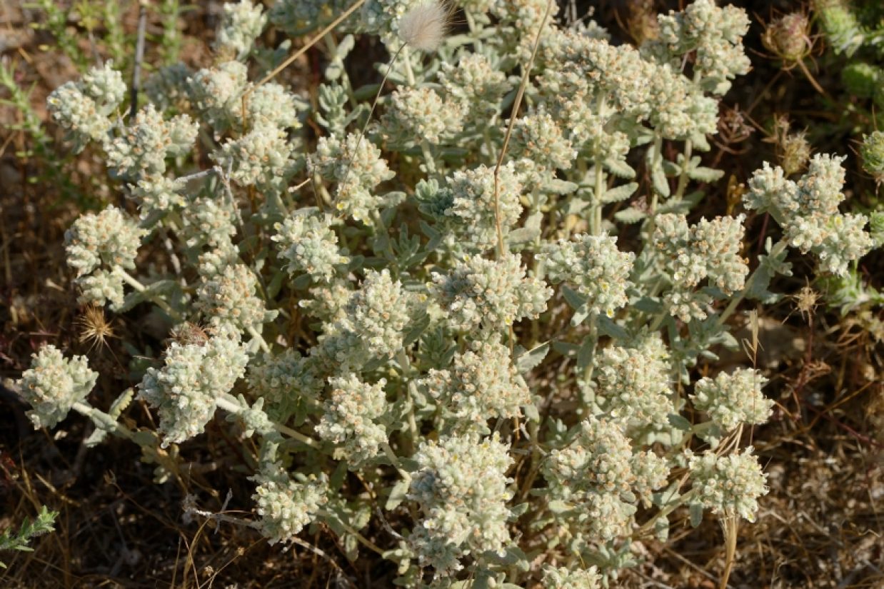 خواص درمانی گل و برگ کلپوره