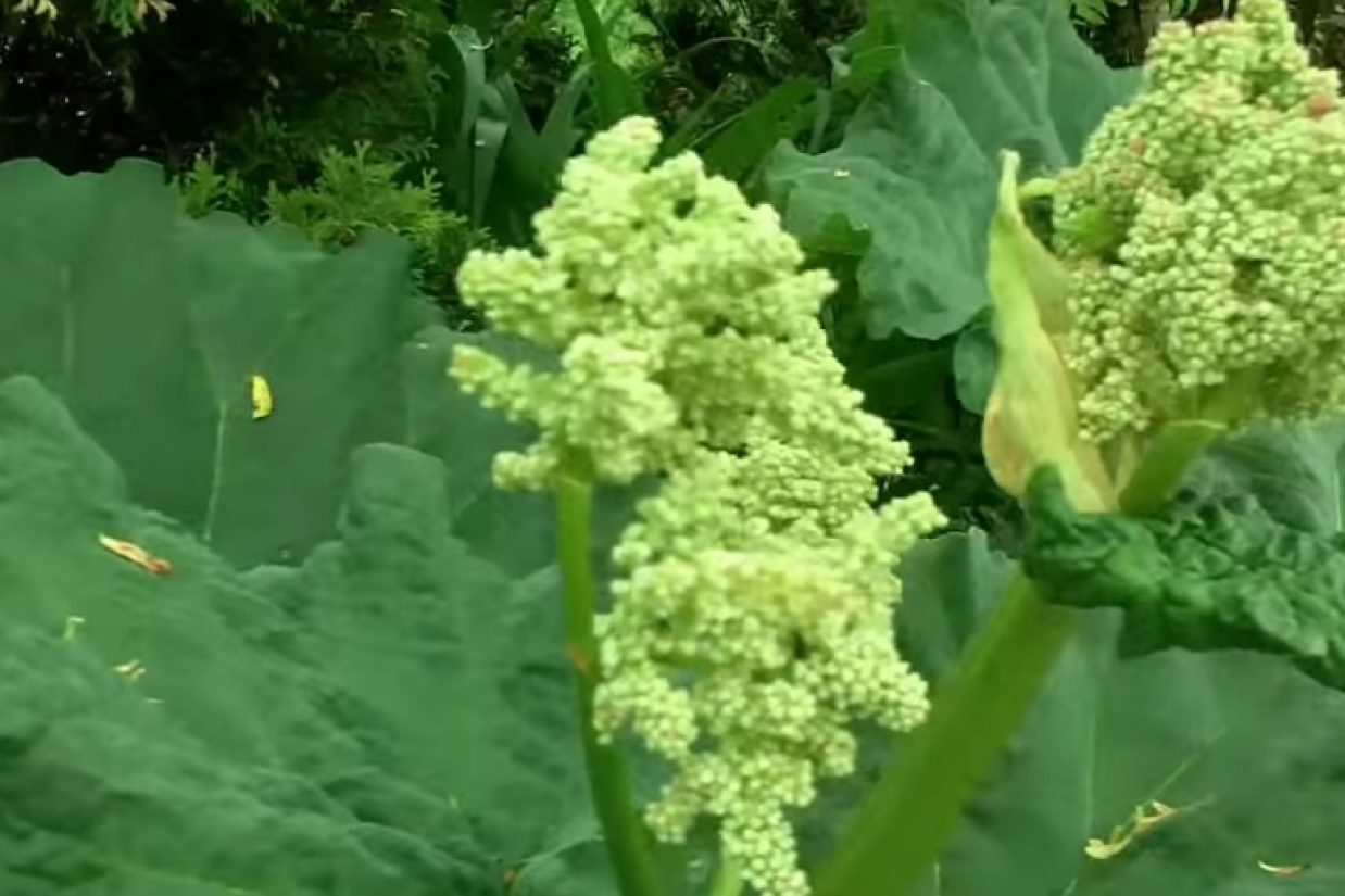 خواص درمانی ریواس