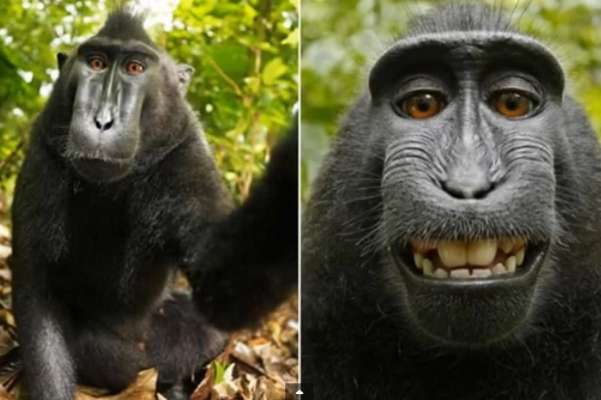 Monkey on Wikipedia