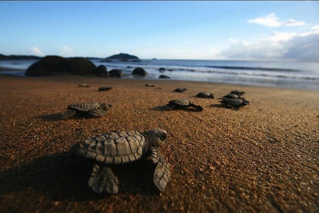 babyturtles