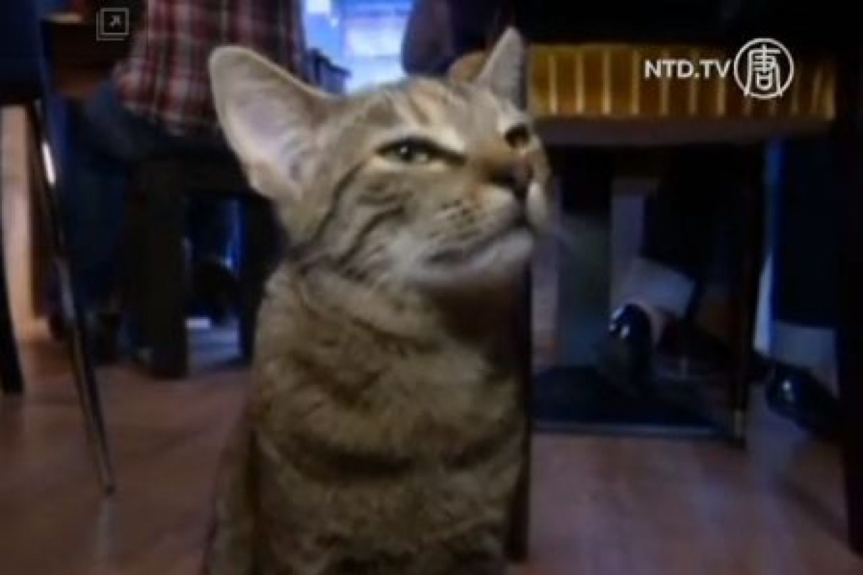 1-	یک گربه در کافه دس چتس(کافه دِ شات) Cafe des Chats در پاریس فرانسه (عکس از ان‌تی‌دی‌تی‌ویNTDTV)