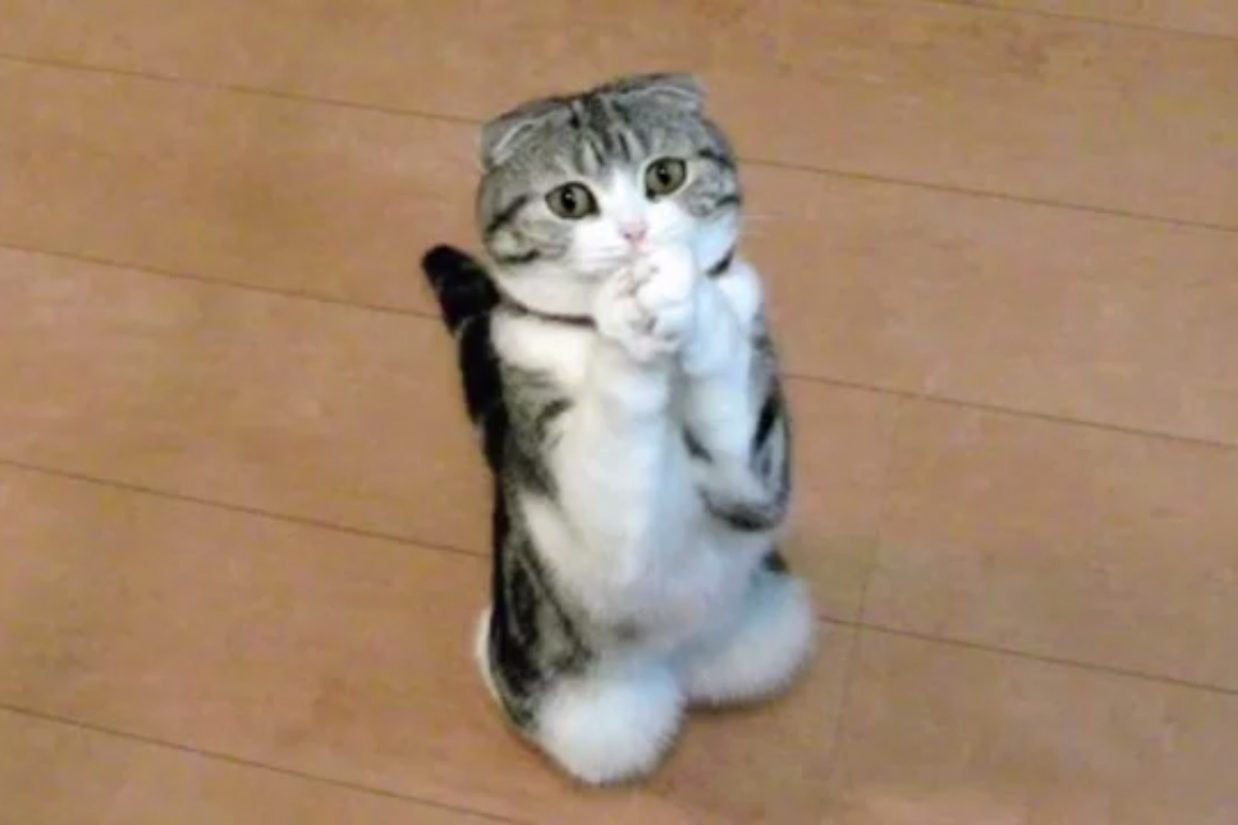 cats - Copy