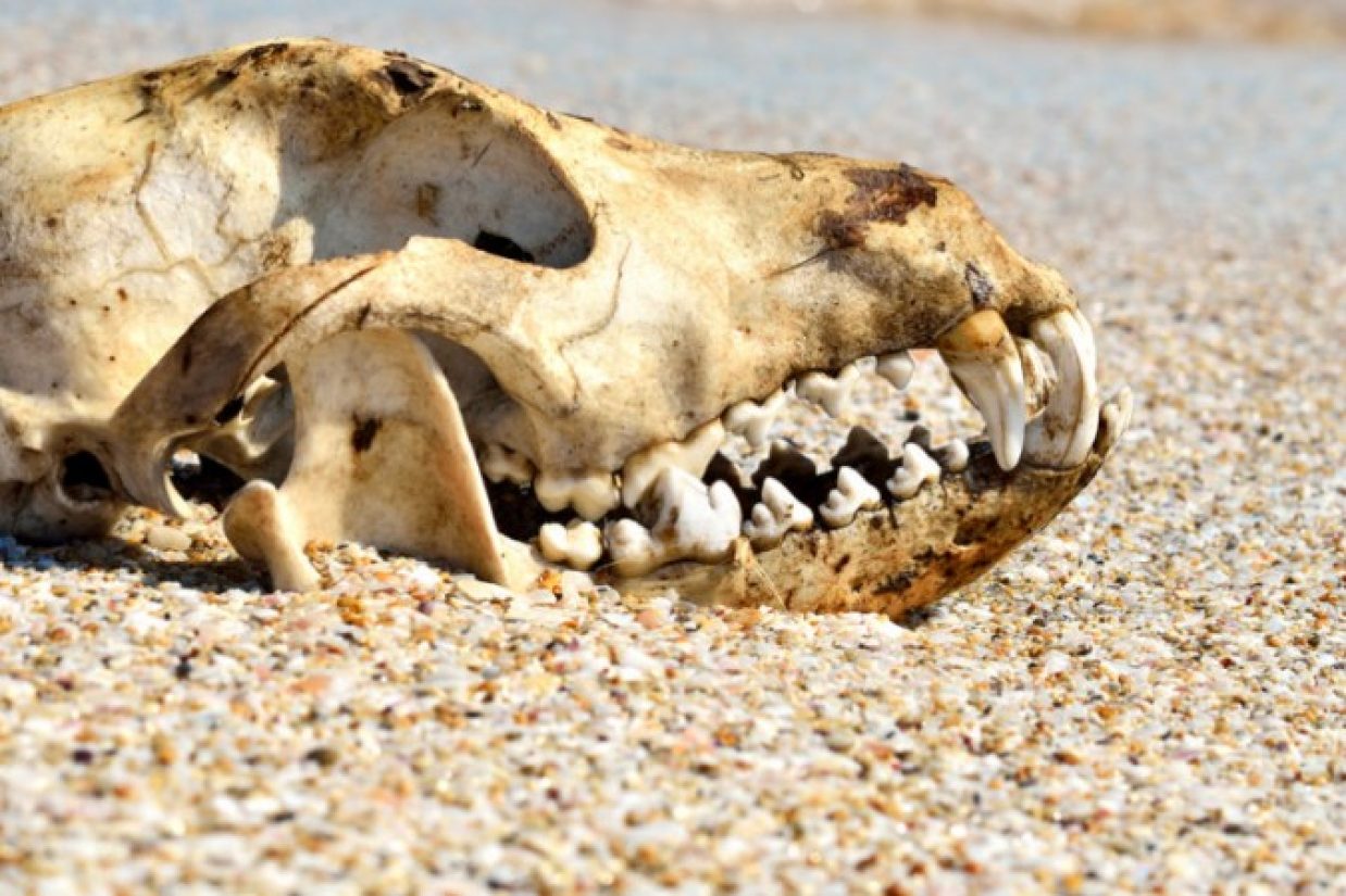 تصويرى از جمجمه‌‏ی سگ  (Shutterstock*)