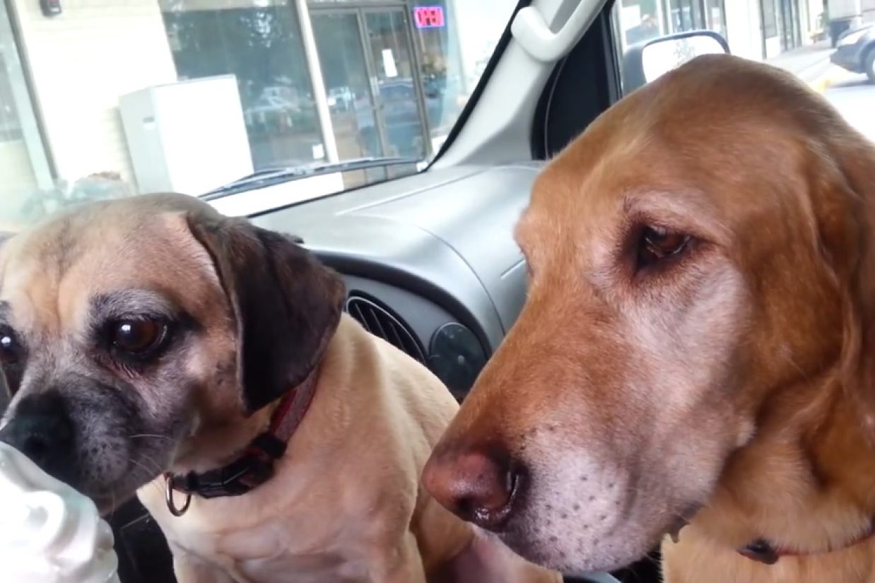 dogy - Copy