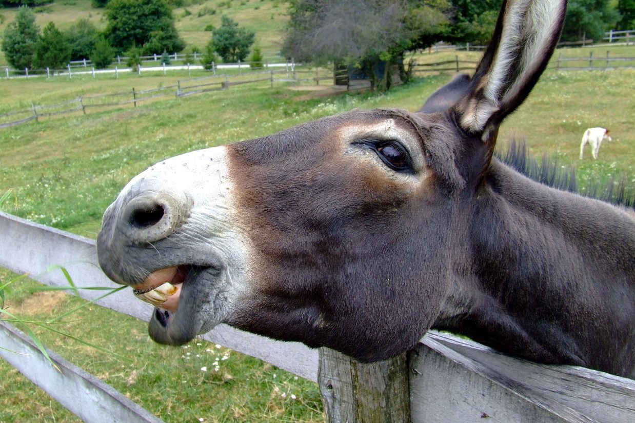 donkey-fence-nature-outside-70369