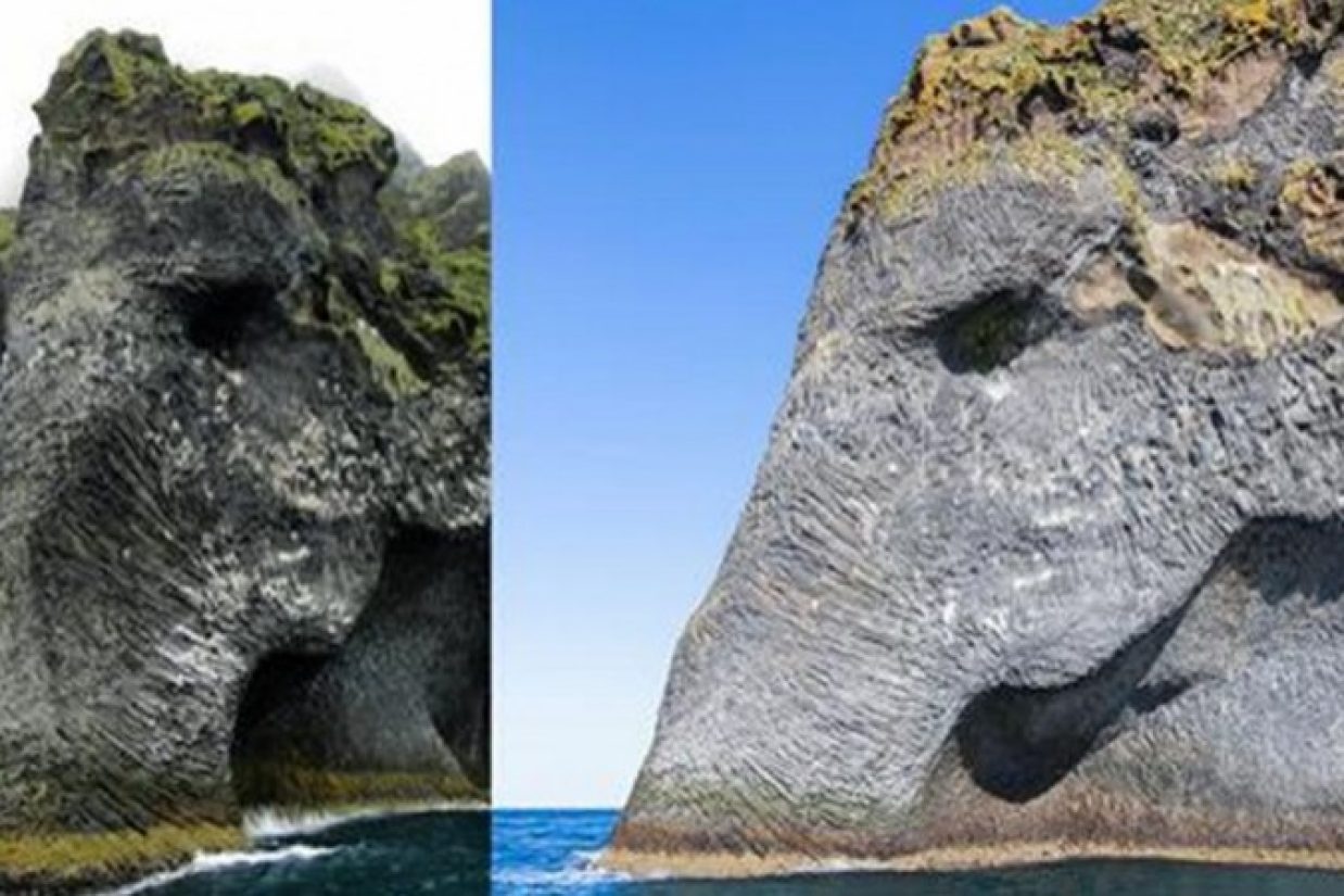 elephant