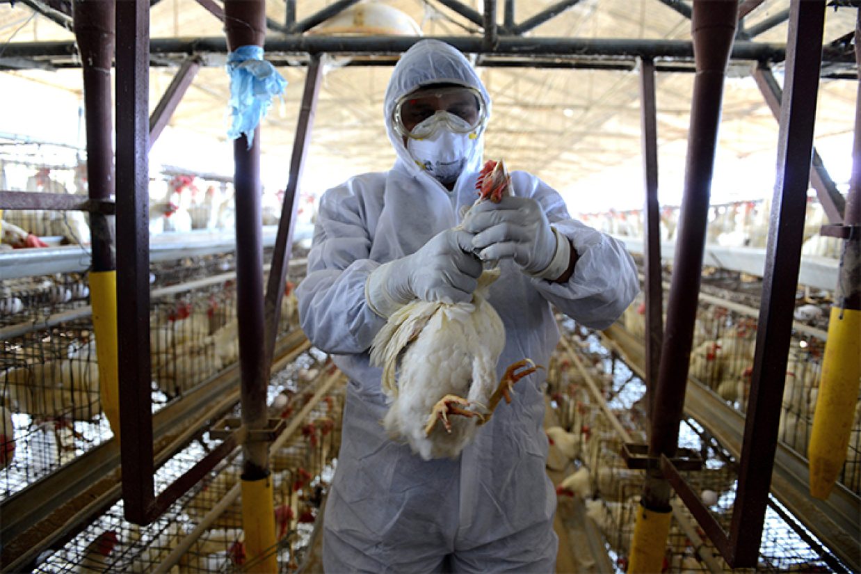 اولین آنفلوانزای مرغی H5N1 در استرالیا قبل از اعلام رسمی برای آنالیز بیشتر به سازمان جهانی بهداشت فرستاده شد.