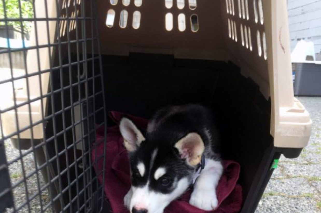 (SPCA)