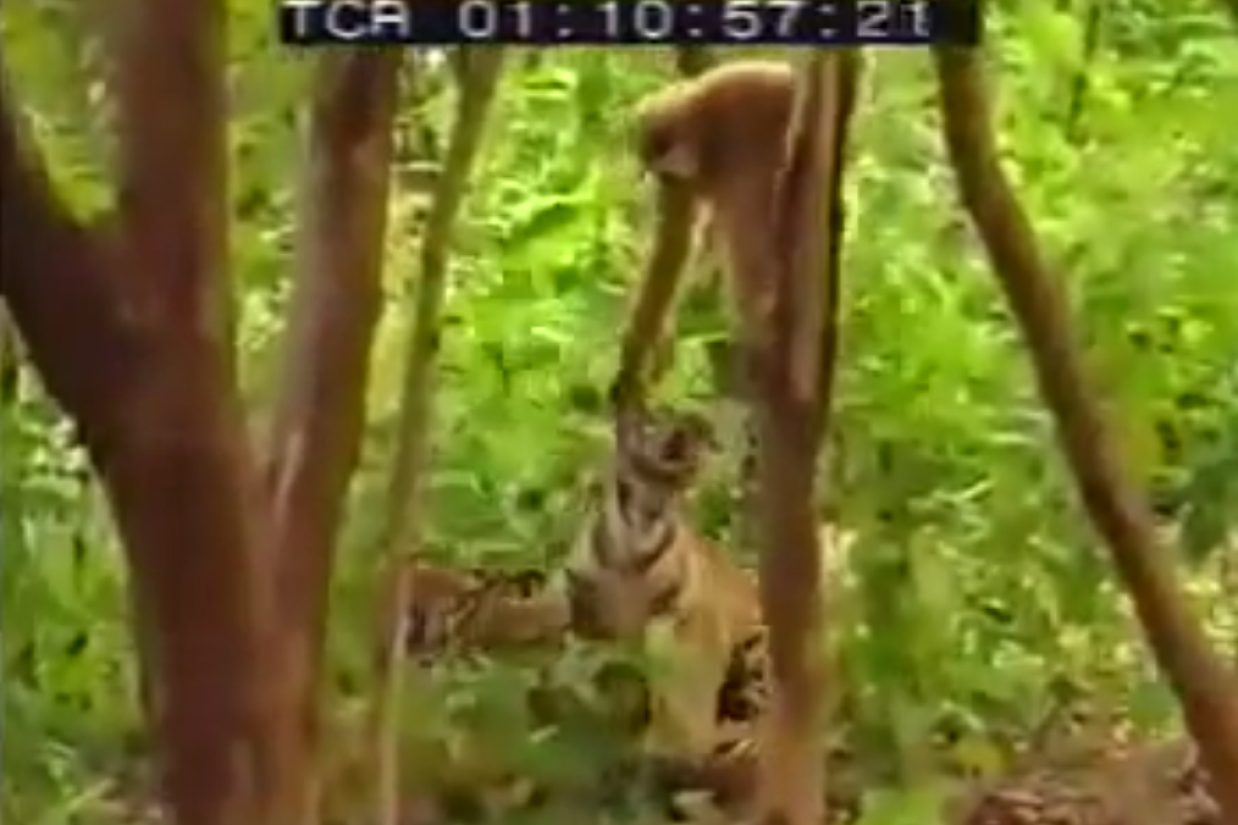 میمون دست‌‏دراز دو پلنگ را از پا در می‌‏آورد. (اسکرین‌‌‌‌‌‌‌‌‌‌‌‌‌‌‌‌‌‌‌‌‌‌‌‌‏شات/یوتیوب)