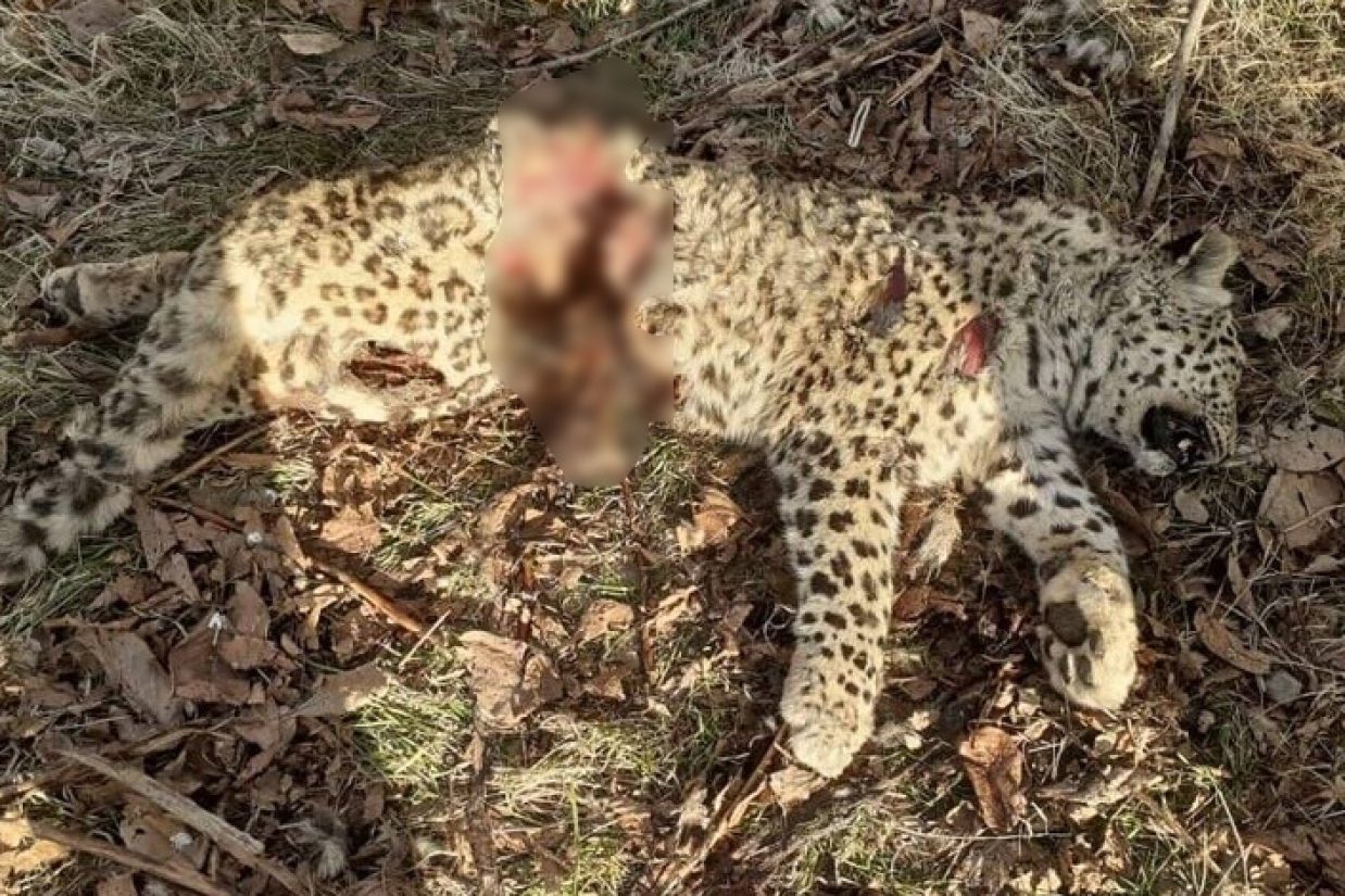 مسئول حیات‌وحش اداره‌ کل حفاظت محیط‌زیست مازندران در پی پیدا شدن لاشه یک قلاده پلنگ در چهاردانگه ساری، اعلام کرد که این حیوان به دنبال اصابت چهارپاره با شلیک شکارچیان غیرقانونی تلف شده است.