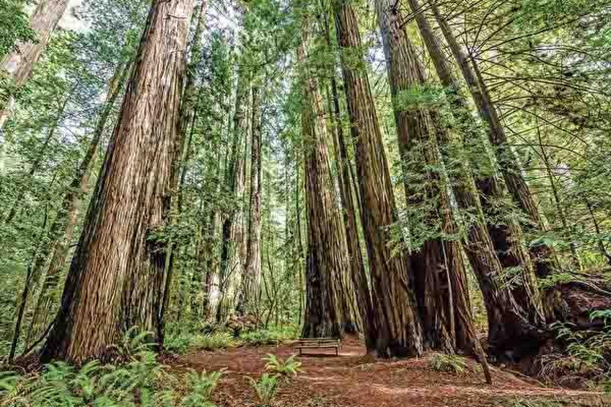 (Ovidiu Hrubaru/Shutterstock)