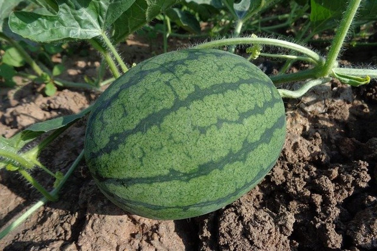 هندوانه