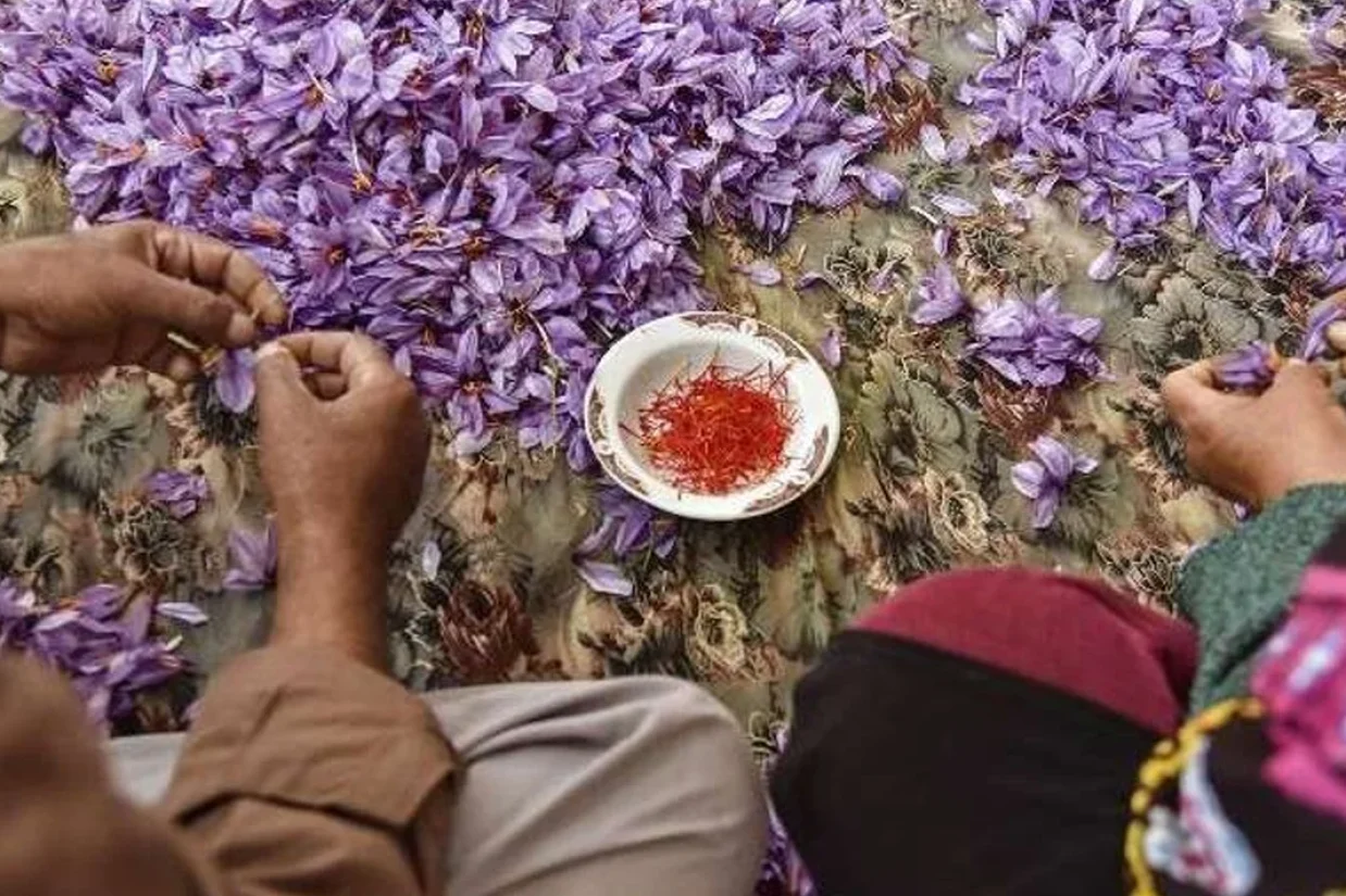 با وجود اینکه بیش از ۹۰ درصد زعفران جهان در ایران تولید می‌شود و ده‌ها سال است که در تمام دنیا طلای سرخ را با نام ایران می‌شناسند، اما سهم ایران در صادرات جهانی زعفران به‌شدت کاهش یافته است.